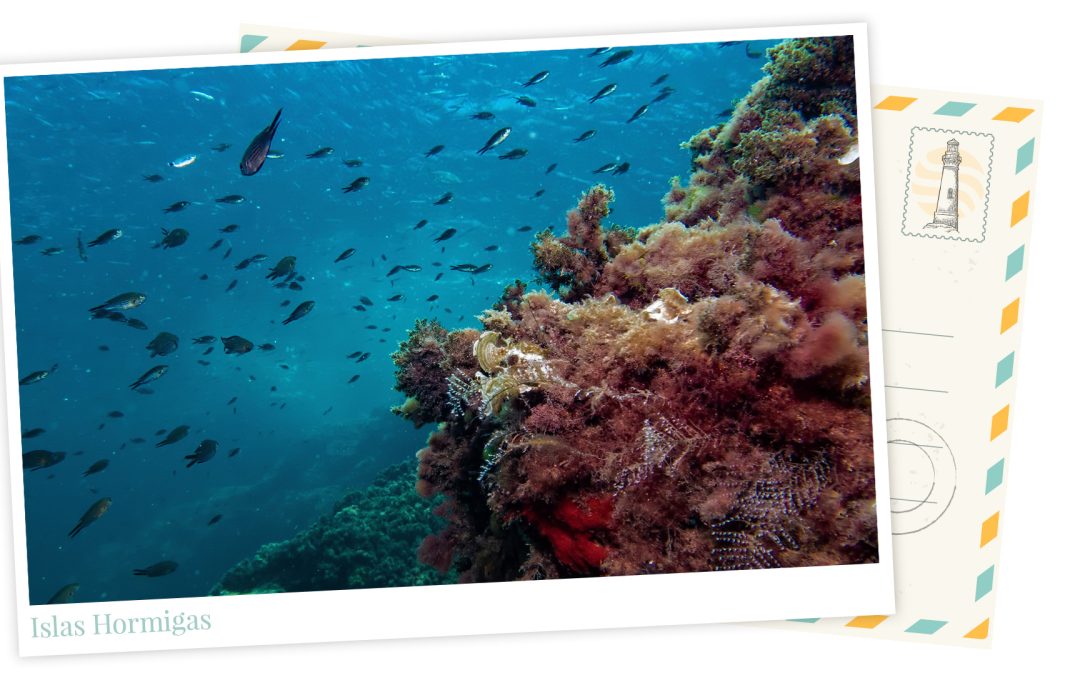 ¿Dónde están las hormigas de las Islas Hormigas? 5 (4)