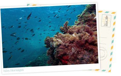 ¿Dónde están las hormigas de las Islas Hormigas? 5 (4)